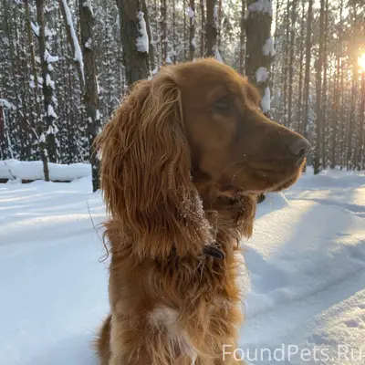 Пропала Собака кличка Марс , п...