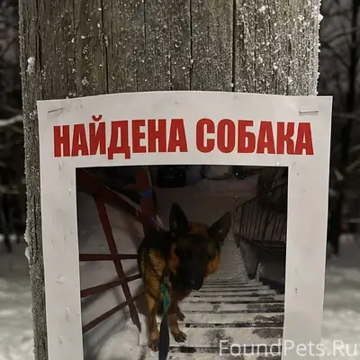 ОБЪЯВЛЕНИЕ НАЙДЕНА СОБАКА (ОВЧ...