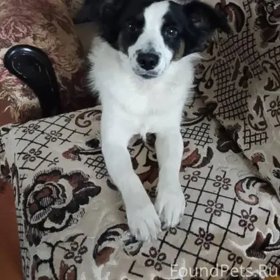 Пропала собака зовут Жуля, мал...