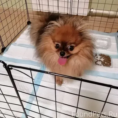 Найдена собака в районе Южного...