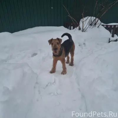 Пропал пёс Юпитер, деревня Степаново