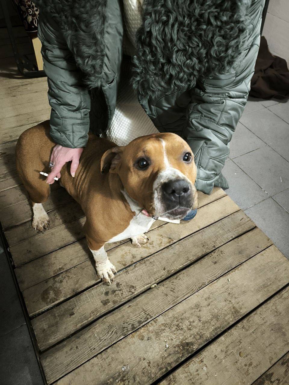 Найден тип собака, [место] п. Вниис, Рамонь