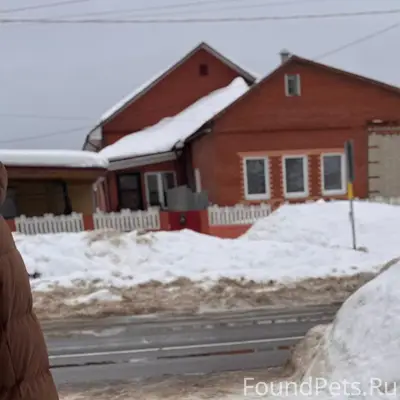 Найденна собака, Пестриково