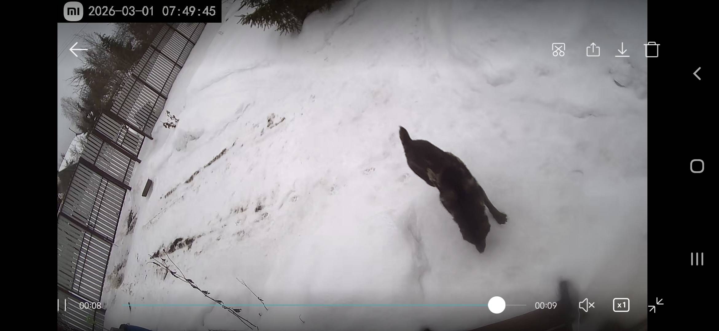 Пропала маленькая собака, СНТ Политехник