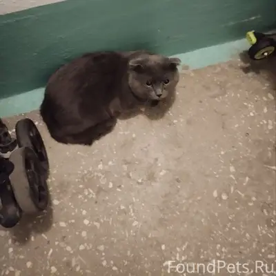 Найден кот, Агалакова, 39