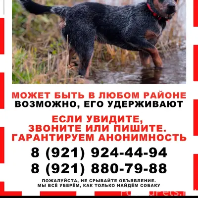 Пропал австралийский хилер Вальдес, Калининский район