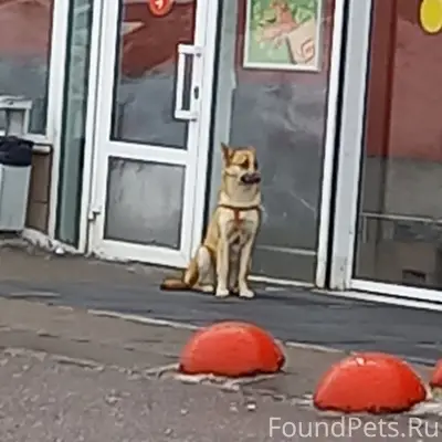 Найден пёс в шлейке, Южный