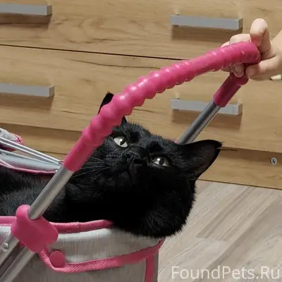 Пропал кот, Первомайский район