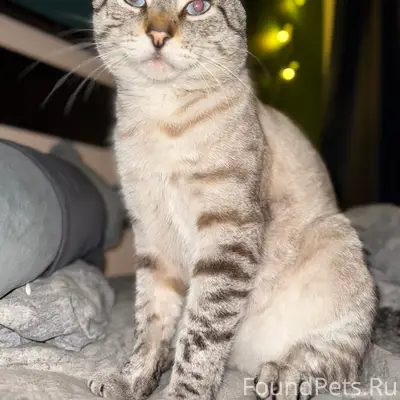 Пропал кот Альбус, Лозовое 1