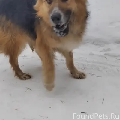 Пропала собака, Автозаводский район, Тольятти