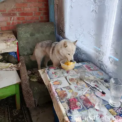 Пропала собака хаски, без местоположения