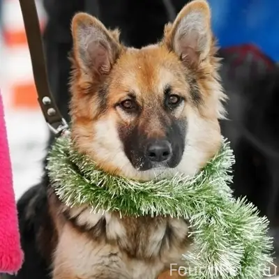 Пропала собака Плюша, ул. Кооперативная