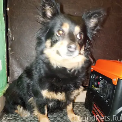 Найденная собака, возле 48 школы