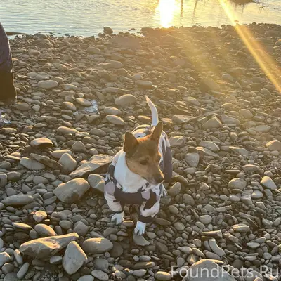 Пропал пёс Гес, деревня Летник