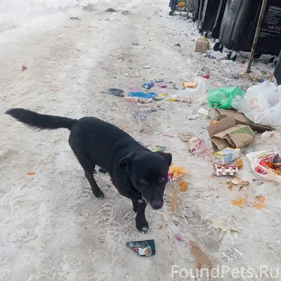 Найденна я собака, Нижнее Хорошово