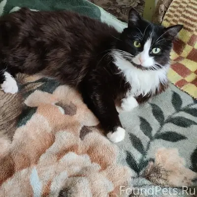 Пропал кот, район Гвардейцев 10 А