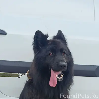 Пропал чёрный длинношёрстный немец, Максимовка