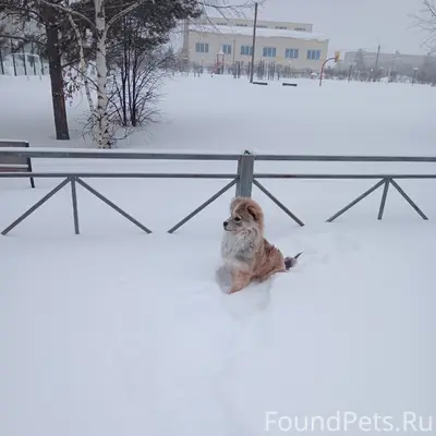 Пропал щенок Чапа, район Бугор