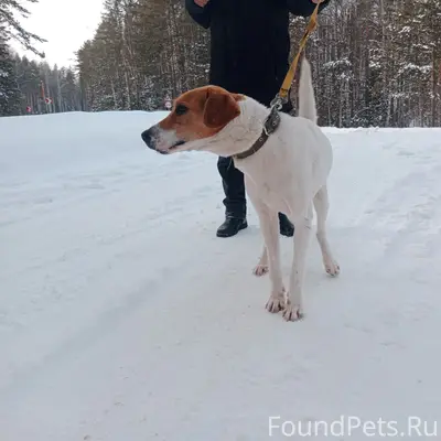 Найден охотничий пёс, Верхний Уфалей