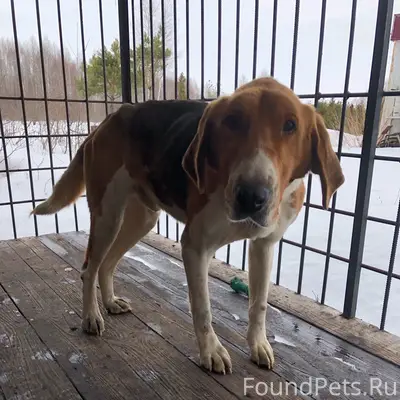Найден кобель русская пегая гончая, большая Приваловка