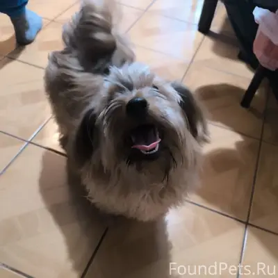 Найден кобелём, бывше домашний, ул. 24Северная