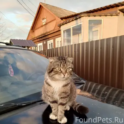 Пропал кот Вася, Ульяновское шоссе