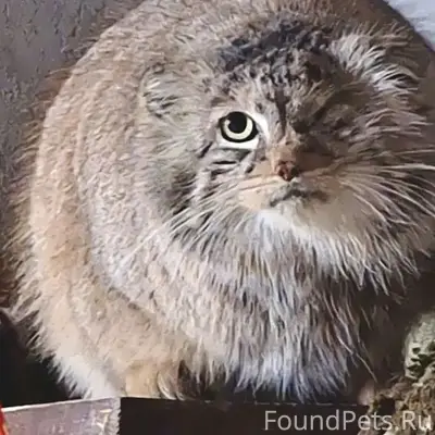 Найдена кошка манул Боженка, Познань