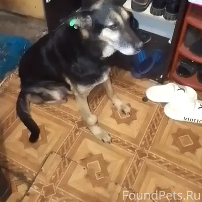 Пропал пёс Тузик, район московского вокзала