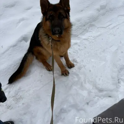 Пропал Немецкая овчарка Майк, п. Придорожный