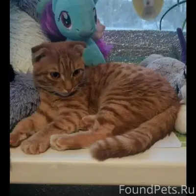 Пропал рыжий шотландец, пропал кот