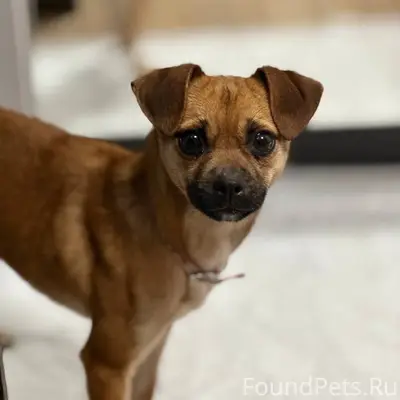 Найдена кошка, Симферополь