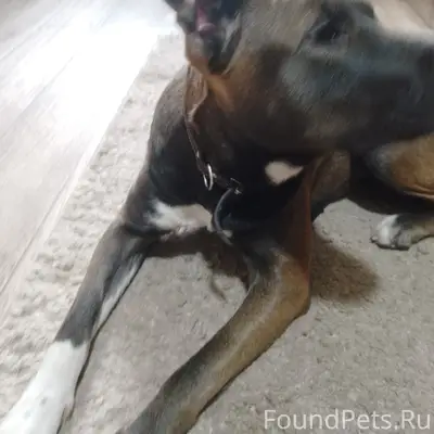 Найден стаф или метис, Красноярск, ул. Писарева