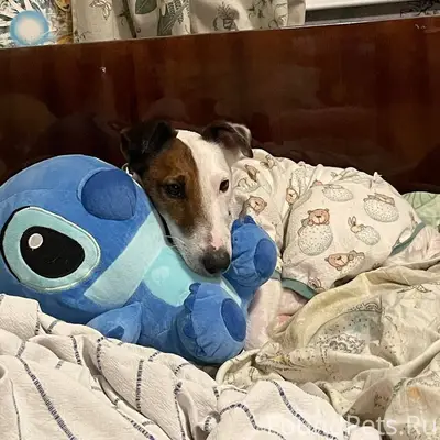 Пропал фокстерьер, белый, Калинина/Толбухина