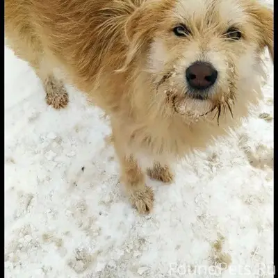 Пропала собака, Кушнаренково