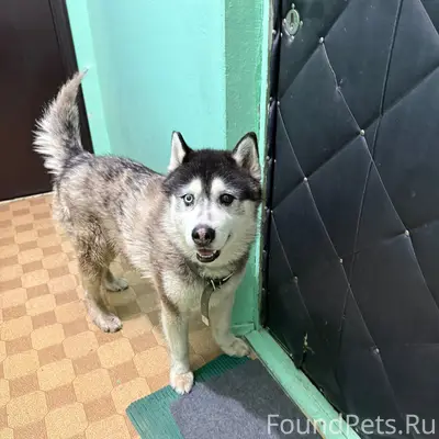 Пропала собака, Парковый проезд