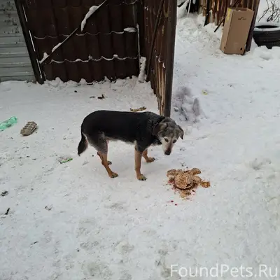 Пропала собака, Мурманск