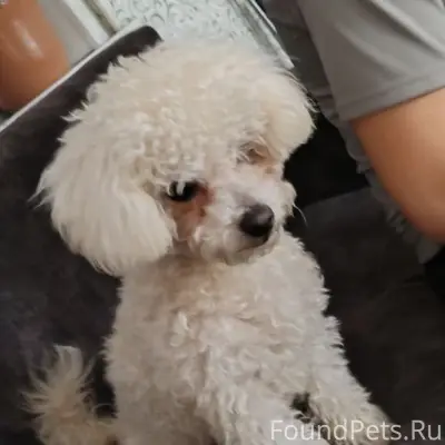 Найден тип собака, Улан-Удэ