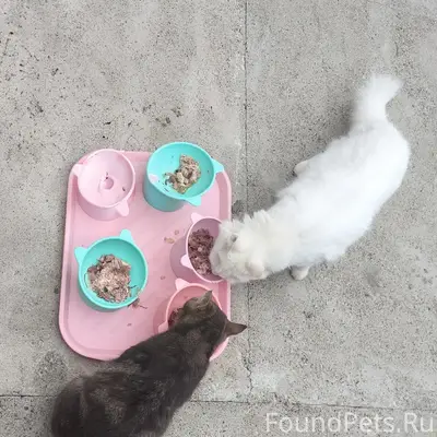 Пропал белый кот Геннадий, хутор Садовый