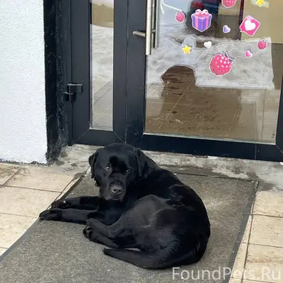 Найден лабрадор, Солнечная 36Б