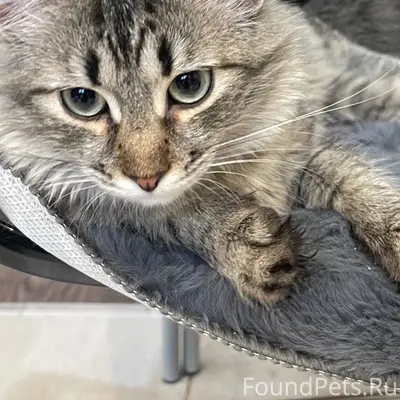 Пропала кошка, улица Совхозная