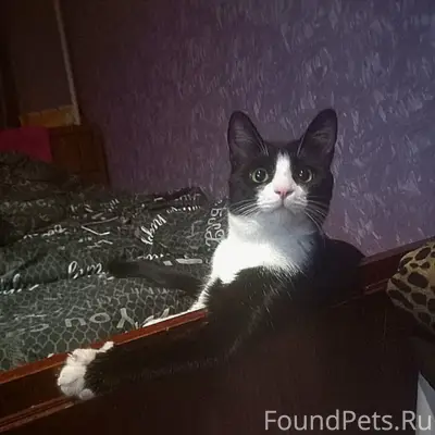 Пропал кот Фунтик, Олимпийская 16