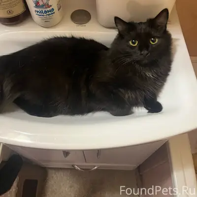 Пропала кошка Буся, м-н Жуковского