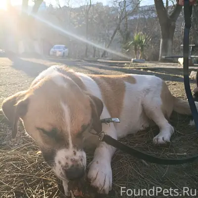 Найден тип собака, место не указано