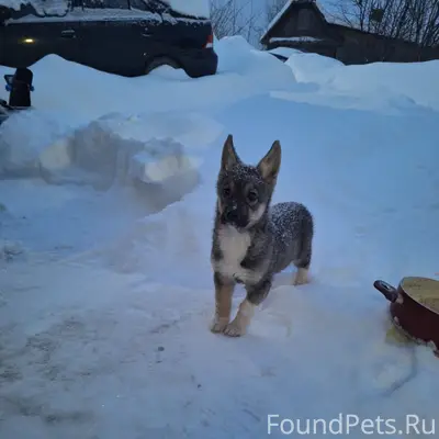 Пропал щенок, Кунгур