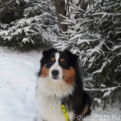 Пропал мальчик Австралийская овчарка, СНТ Псковитянка
