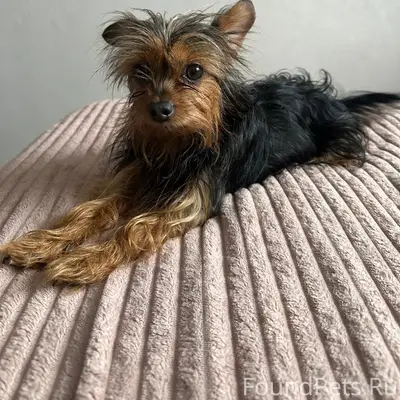 Найдена собака, Ленинский район