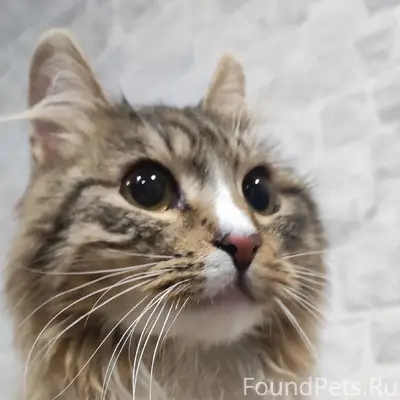 Найден кот, ул. Первомайская