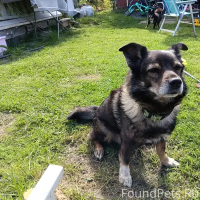 Пропал Чарли, собака в зелёном ошейнике, Кукковка