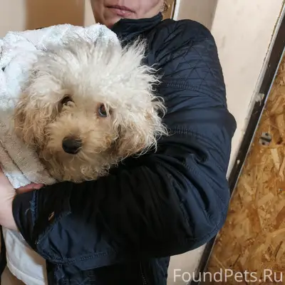 Найден тип собака, Г. Тула, ул. 1ая-Песчаная