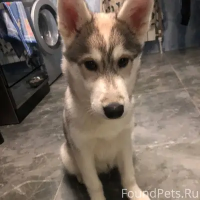 Найден щенок, Краснодарский край